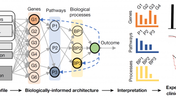 Fig. 1 | Interpretable biologically informed deep learning. Fig. 1 | Interpretable biologically informed deep learning.